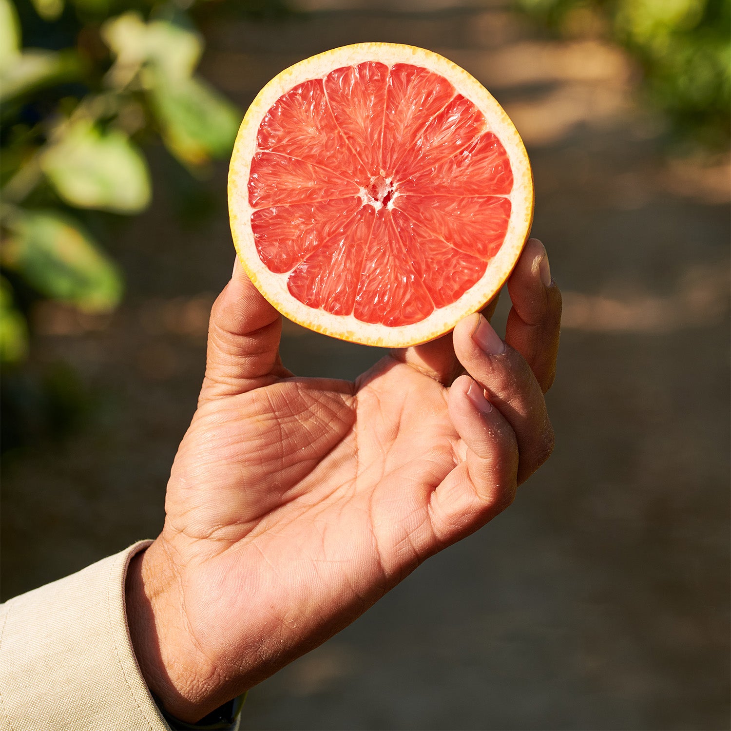 Foto de una fruta para pacific fruit