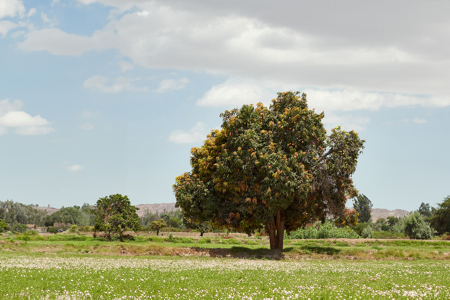 Campo de cosecha de pacific fruit